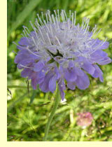 Короставник полевой (Knautia arvensis Coult.) Короставник полевой (Knautia arvensis Coult.)